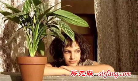 多種絕配的居家綠植擺放指南