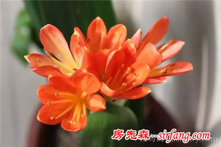 多種絕配的居家綠植擺放指南