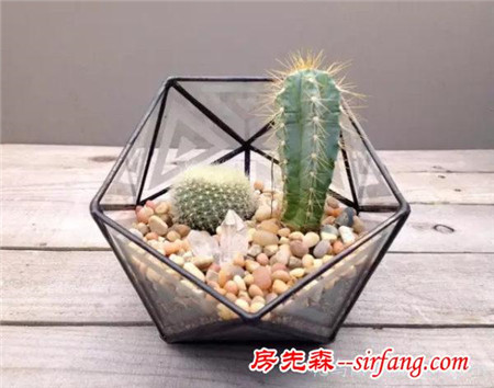 多種絕配的居家綠植擺放指南