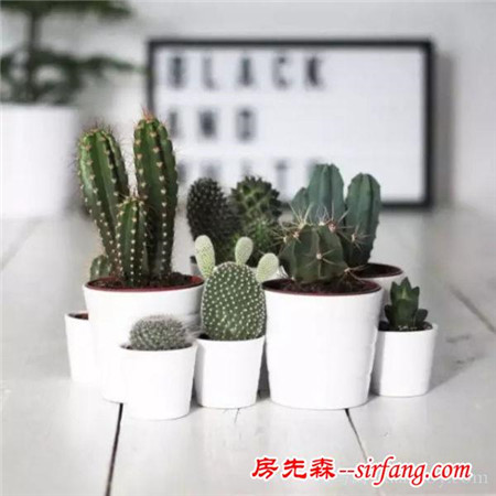 多種絕配的居家綠植擺放指南