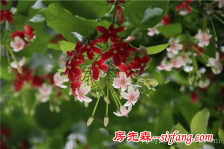 使君子什么时候开花