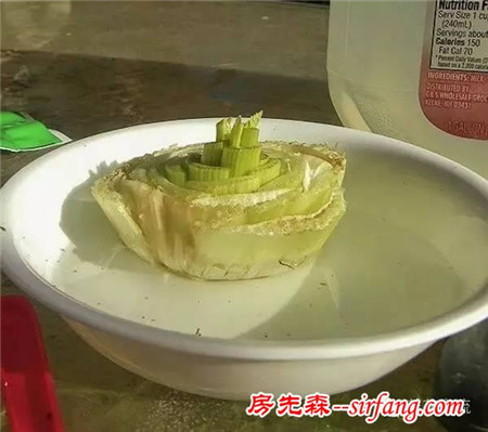如何在陽臺上種植一些容易收獲、生長迅速的蔬菜？