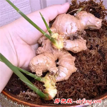 如何在陽臺上種植一些容易收獲、生長迅速的蔬菜？