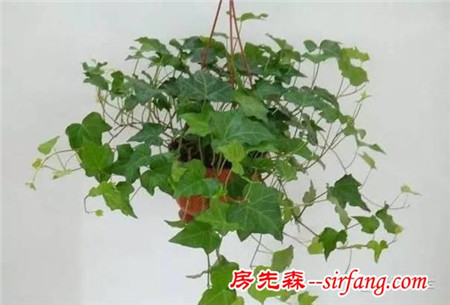不想被二手煙傷身，家里就種這8種花！