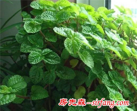 不想被二手煙傷身，家里就種這8種花！