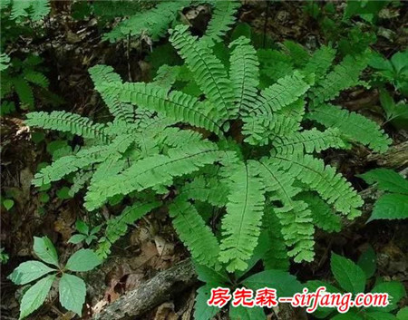 不想被二手煙傷身，家里就種這8種花！
