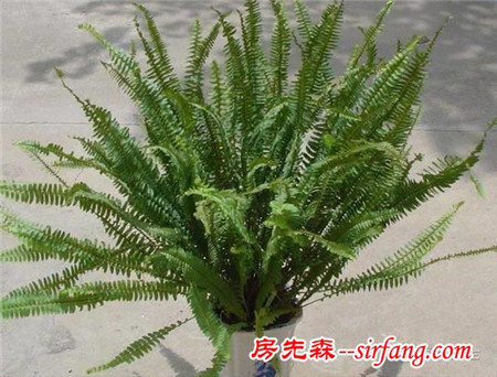 不想被二手煙傷身，家里就種這8種花！