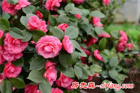 不想被二手煙傷身，家里就種這8種花！