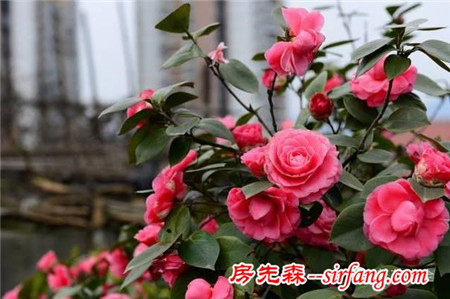 不想被二手煙傷身，家里就種這8種花！