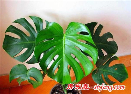 不想被二手煙傷身，家里就種這8種花！