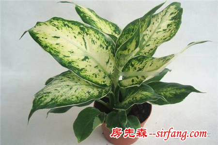 不想被二手煙傷身，家里就種這8種花！