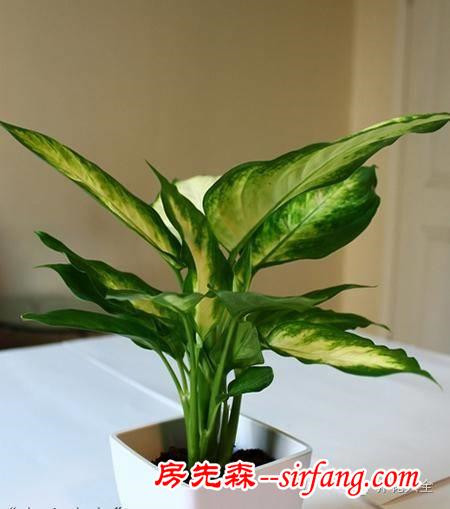不想被二手煙傷身，家里就種這8種花！