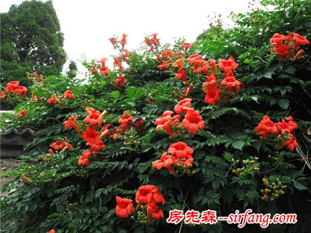 阳台种这八种爬藤植物瞬间变花园，隔热防虫还药用！