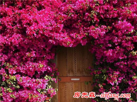 阳台种这八种爬藤植物瞬间变花园，隔热防虫还药用！