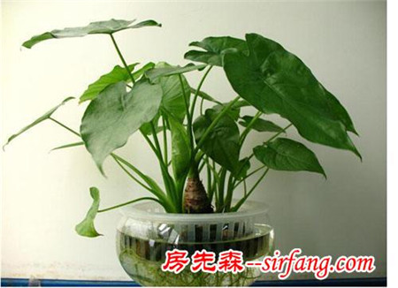 家里摆这些花，身体会出问题！这8种花别在室内养