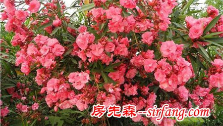 家里摆这些花，身体会出问题！这8种花别在室内养
