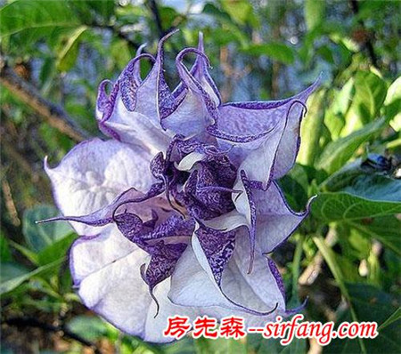 家里摆这些花，身体会出问题！这8种花别在室内养