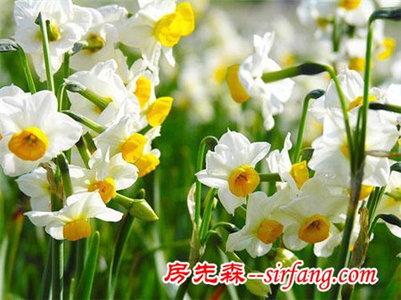家里摆这些花，身体会出问题！这8种花别在室内养