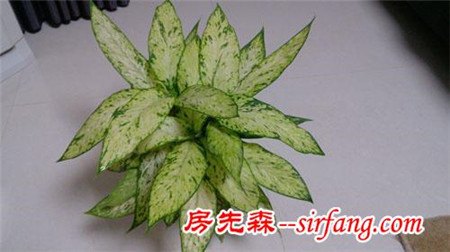 家里摆这些花，身体会出问题！这8种花别在室内养