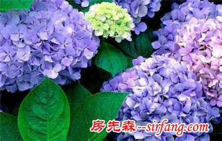 家里摆这些花，身体会出问题！这8种花别在室内养