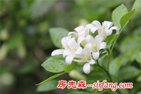 家里摆这些花，身体会出问题！这8种花别在室内养