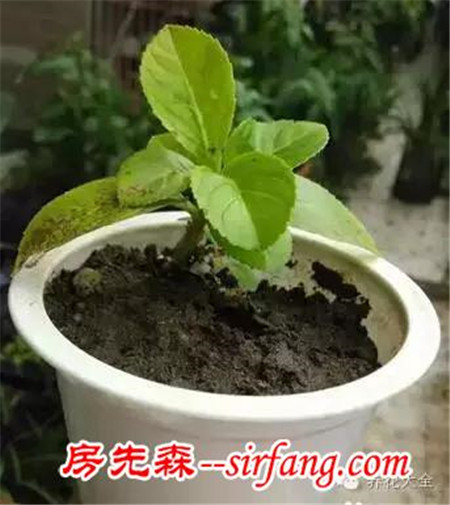 哪些材料可以制作花盆？有什么好方法？