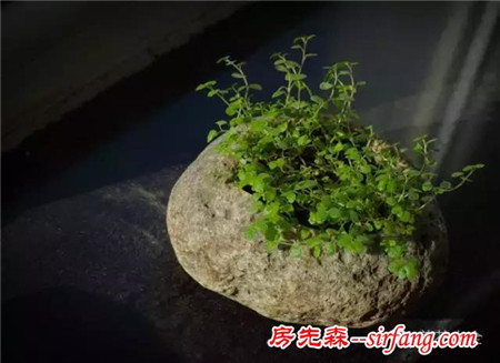 哪些材料可以制作花盆？有什么好方法？