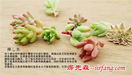 多肉植物扦插实用教程