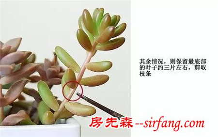 多肉植物扦插实用教程