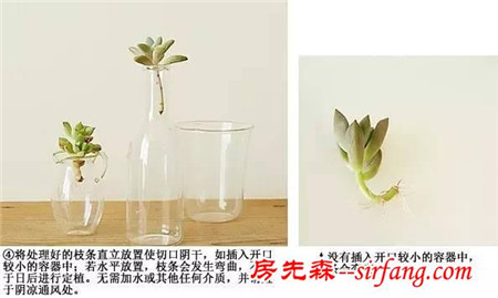 多肉植物扦插实用教程