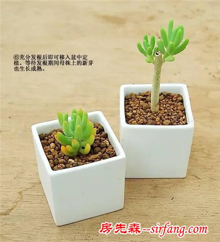 多肉植物扦插实用教程