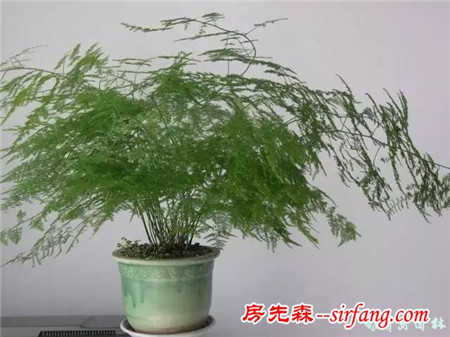 养些加湿植物，滋润整个冬天!