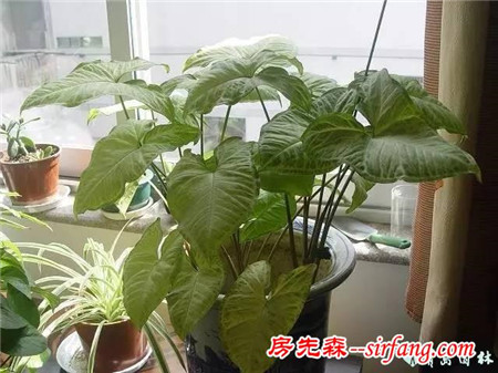 养些加湿植物，滋润整个冬天!