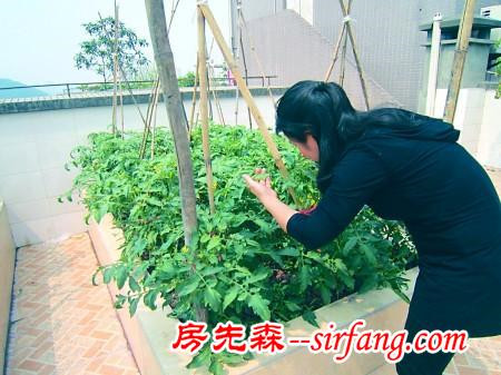 阳台、楼顶都种菜，难怪一年都不用买！我家也这样种