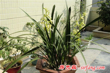 家庭養(yǎng)花：盆花安全越冬的技巧，讓寒冬不再傷害嬌花
