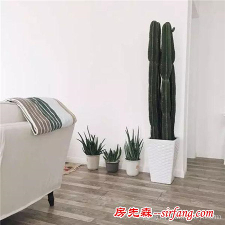 秋冬季就适合养这些方便打理不折腾的植物！