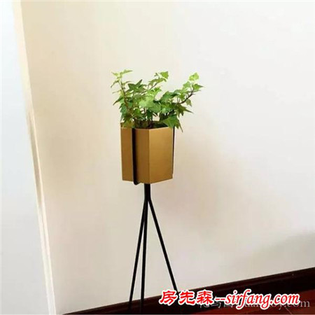 秋冬季就适合养这些方便打理不折腾的植物！