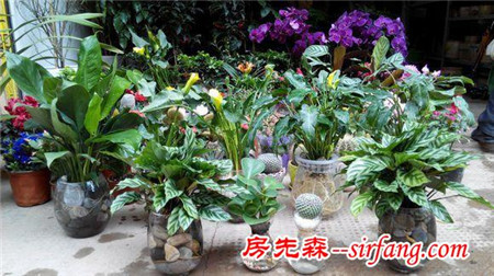 家庭养花：针对室内环境选择水培花卉，简单卫生！