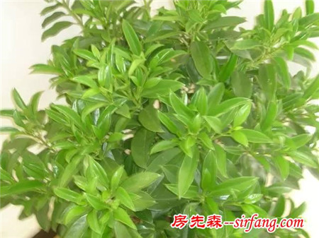 这些植物摆家里，益处多多哦！
