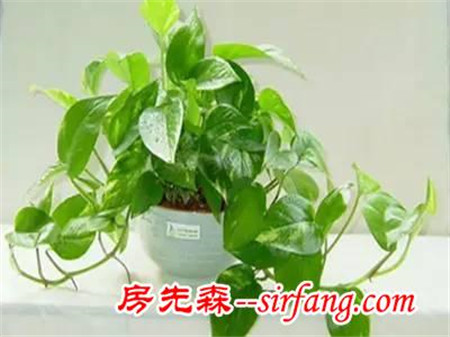 这些植物摆家里，益处多多哦！