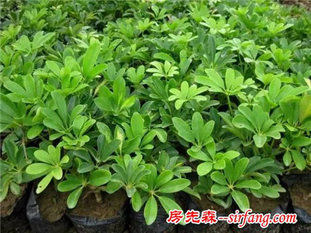这些植物摆家里，益处多多哦！