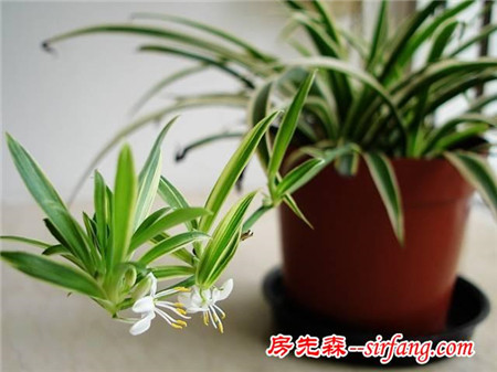 这些植物摆家里，益处多多哦！