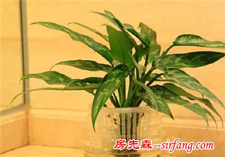 这些植物摆家里，益处多多哦！