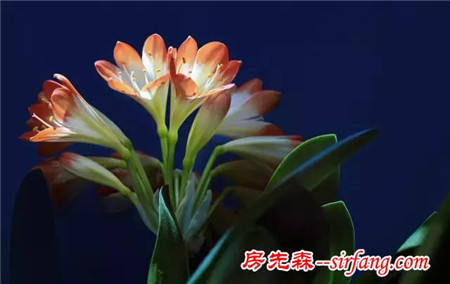 这些植物摆家里，益处多多哦！