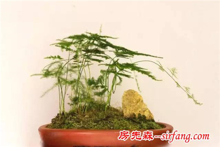 这些植物摆家里，益处多多哦！