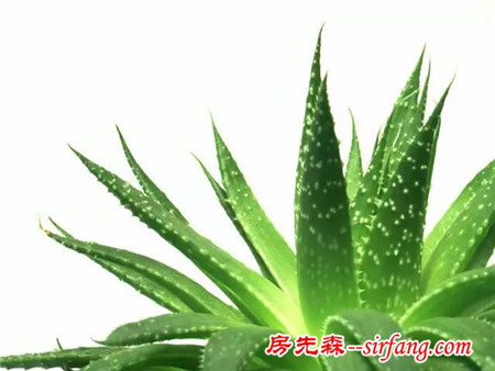 这些植物摆家里，益处多多哦！