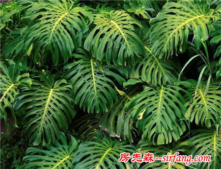 这些植物摆家里，益处多多哦！