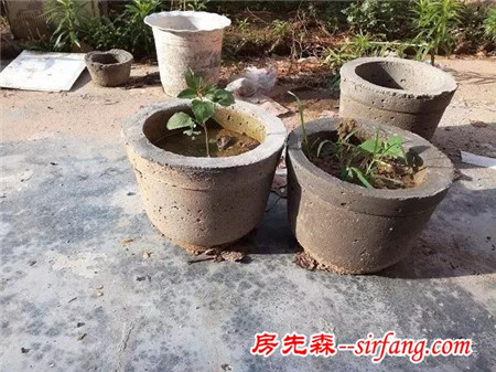 在家种花，如何自制花盆既巧妙又实用？