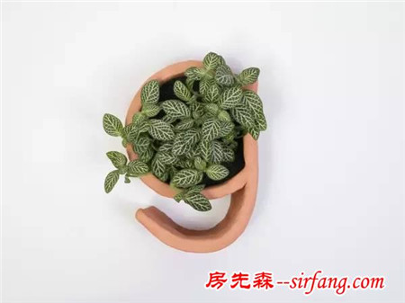 新奇！从没见过这么有意思的花盆