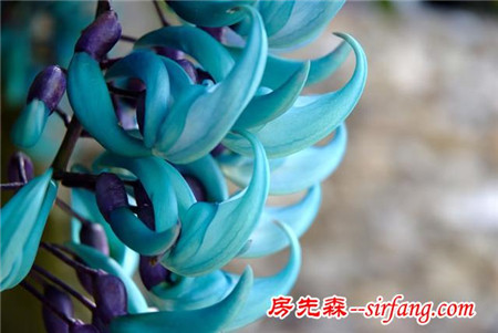 世界上都有哪些比较稀有的花？